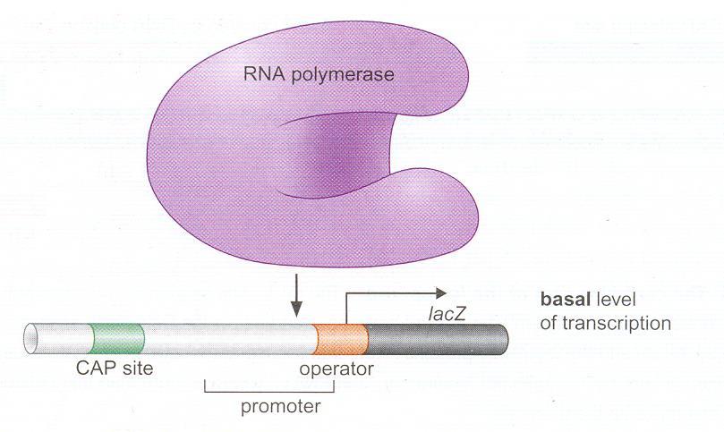 Laktozni operon Bazalni nivo ekspresije operona registrovan je u bakterijskim ćelijama u kojima je prisutna i
