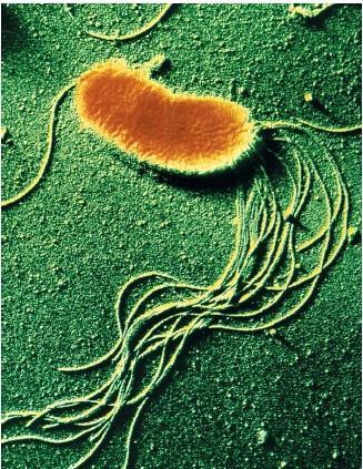Bakterije Jednoćelijski organizmi koji nemaju jedro i druge organele. Geni u najvećem broju slučajeva ne poseduju introne i većina gena organizovana je u operone.