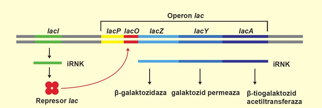 Lac represor Represor laktoznog operona naziva se Lac represor i njega kodira gen laci koji se nalazi u blizini operona, ali poseduje