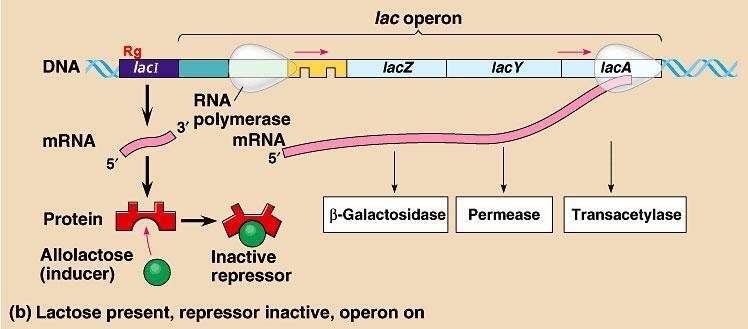 Šećer laktoza je signal koji je povezan sa Lac represorom Prisustvo laktoze je signal koji dovodi do inaktivacije Lac represora čime se