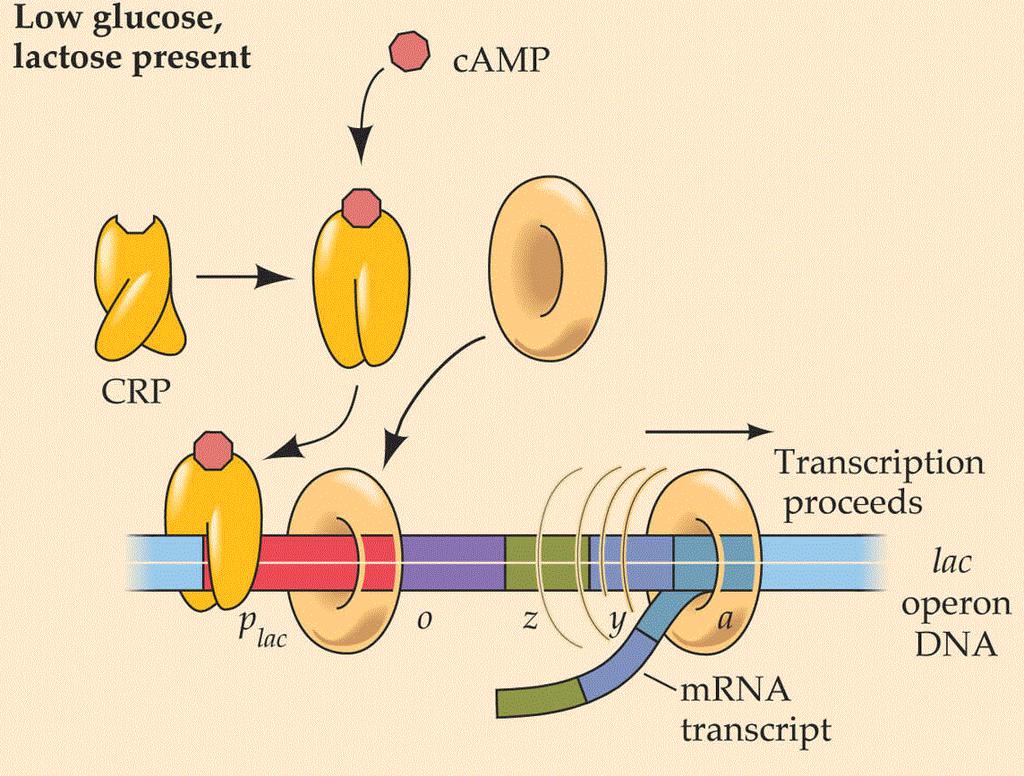 Protein CAP aktivator transkripcije Kada u ćeliji nema glukoze dolazi do aktivacije proteina CAP.