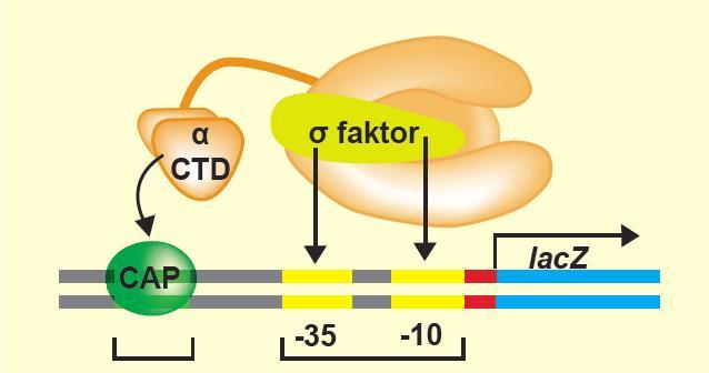Samo vezivanje CAP aktivatora za CAP mesto na molekulu DNK nije dovoljno za njegov pozitivan efekat na ekspresiju laktoznog operona.