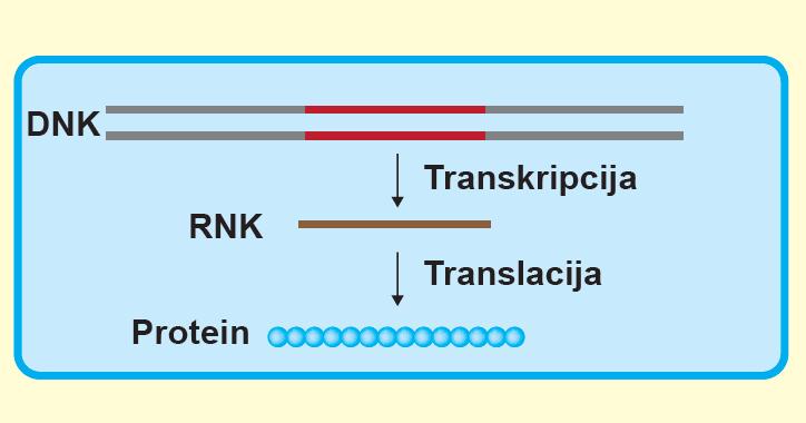 Transkripcija prokariotskih gena Konstitutivni i inducibilni proteini