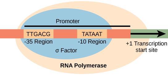 Regulacija ekspresije gena i enzim RNK polimeraza Enzim RNK polimeraza prepoznaje promotor svojom sigma (σ) subjedinicom. Kod bakterije E.