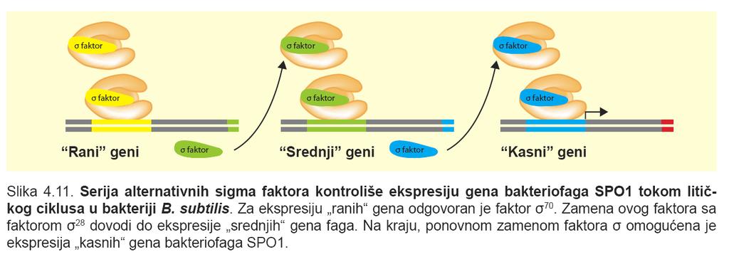 Regulacija ekspresije gena i enzim RNK polimeraza