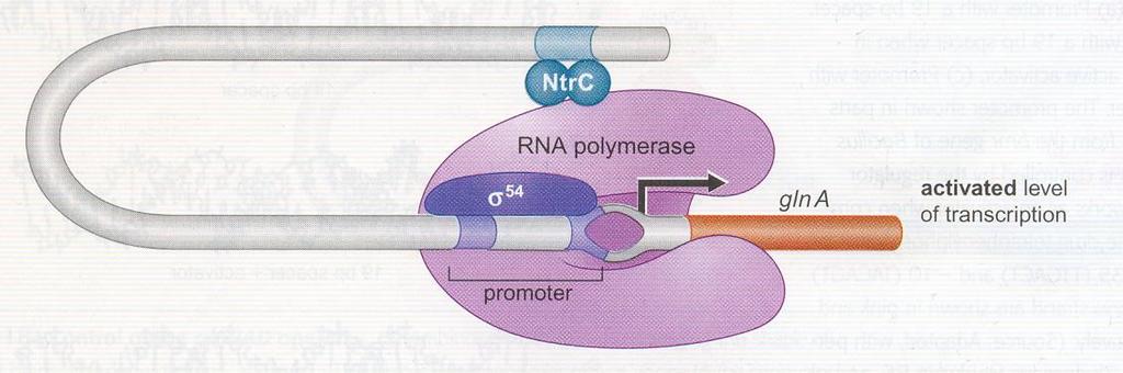 Regulatorni protein NtrC Reguliše ekspresiju gena glna Metabolizam azota