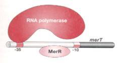Konformacija samog promotora je takva da ne sprečava vezivanje RNK polimeraze ali to vezivanje onemogućava otpočinjanje transkripcije.