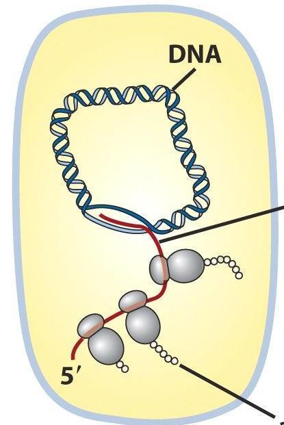Ekspresija prokariotskih gena Transkripcija i translacija kuplovani procesi kod prokariota.