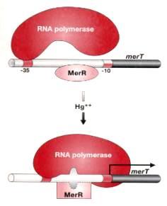 Regulatorni protein MerR Ovom alosteričnom promenom konsenzusne sekvence -35 i -10 dovode se
