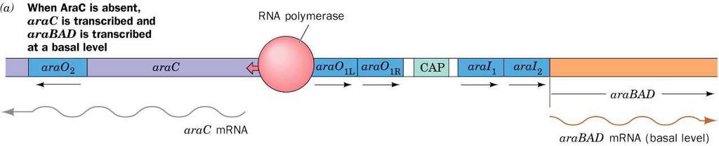 Kontrola ekspresije gena mehanizmom antiaktivacije Operon arabad kod E. coli sadrži gene koji kodiraju enzime uključene u metabolizam L-arabinoze. Promotor arabad operona E.