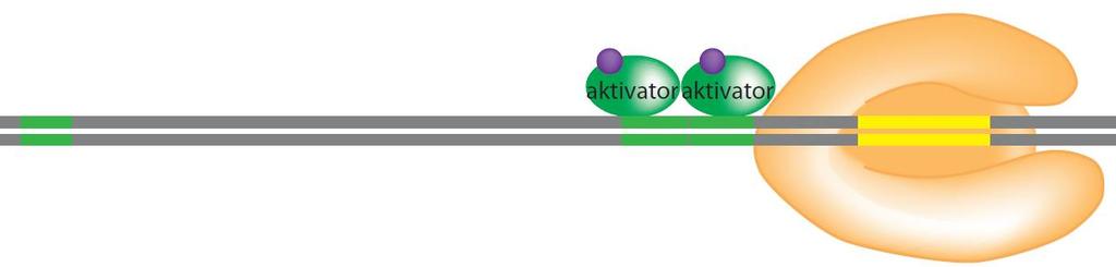 Protein AraC i aktivator i represor transkripcije U uslovima kada je L-arabinoza prisutna u bakterijskoj ćeliji, regulatorni protein AraC vezuje se za ovaj šećer.