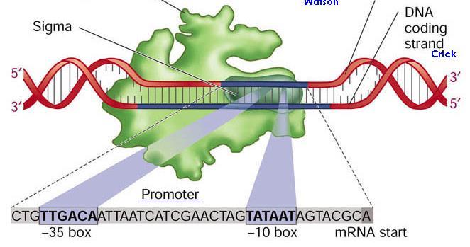 Regulacija ekspresije gena Izbor promotora glavni mehanizam regulacije
