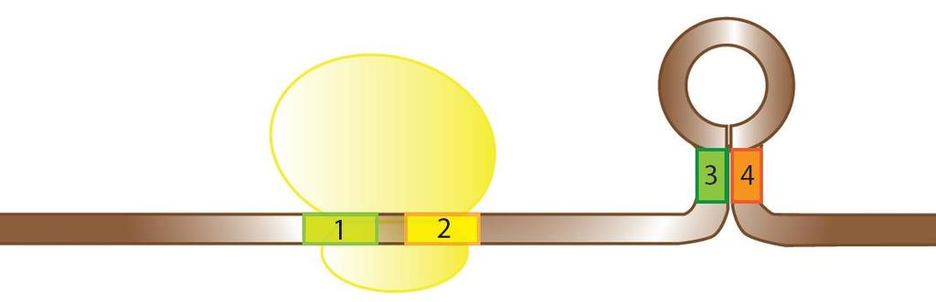 Visoka količina triptofana u ćeliji Kao posledica formiranja atenuatora dolazi do zaustavljanja transkripcije na