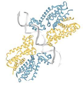 Regulatorni proteini Proces ekspresije gena kod prokariota regulisan je posebnom klasom proteina - regulatornim proteinima transkripcije.