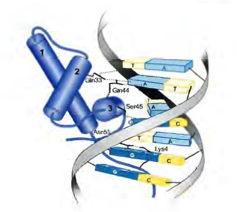 Regulatorni proteini transkripcije Aktivatori transkripcije proteini koji imaju pozitivan efekat na ekspresiju gena.
