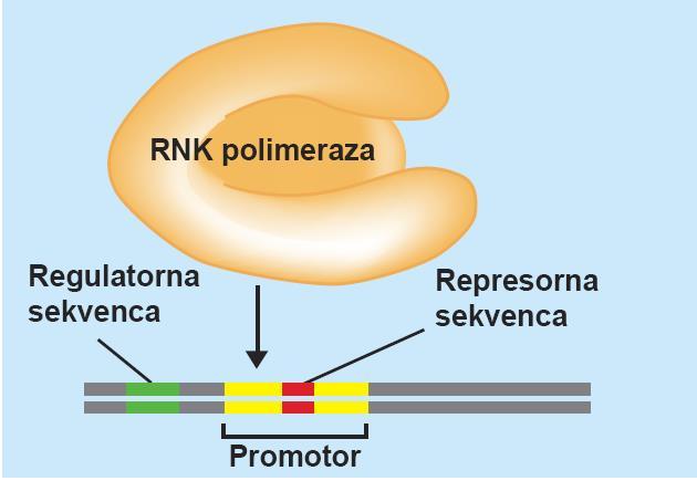 Regulatorne sekvence Aktivatori i represori transkripcije vezuju se za molekul DNK na način koji je specifičan za sekvencu.