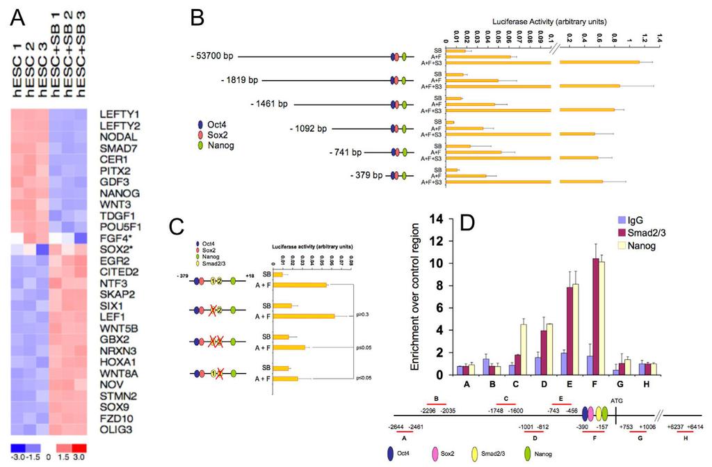 Activin/Nodal controls Nanog expression RESEARCH ARTICLE 1341 Fig. 1. Expression of NANOG in hescs depends on Activin/Nodal signalling.