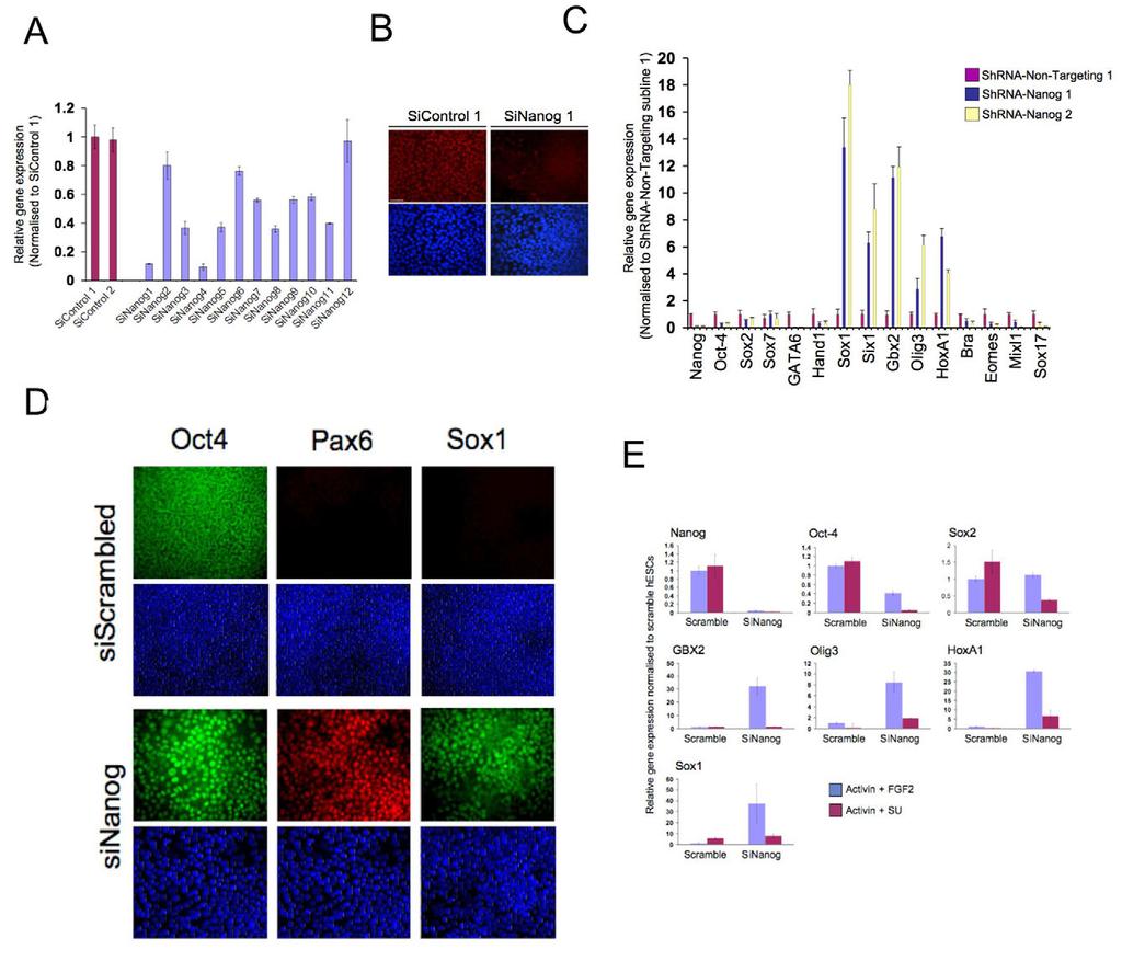 1344 RESEARCH ARTICLE Development 136 (8) Fig. 3. Knockdown of NANOG expression in hescs induces the expression of neuroectoderm markers. (A) Expression of NANOG in shrna-nanog-hesc sublines.