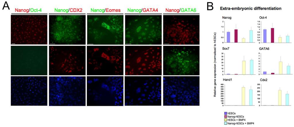 Activin/Nodal controls Nanog expression RESEARCH ARTICLE 1345 Fig. 4. Nanog is not sufficient to prevent BMP4-induced extraembryonic differentiation.