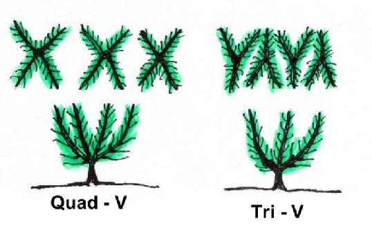 Κύπελλο χωρίς υποβραχίονες Tri-V με 3 βραχίονες (48 δένδρα/στρ.) Quad-V με 4 βραχίονες ( 35 δένδρα/στρ.