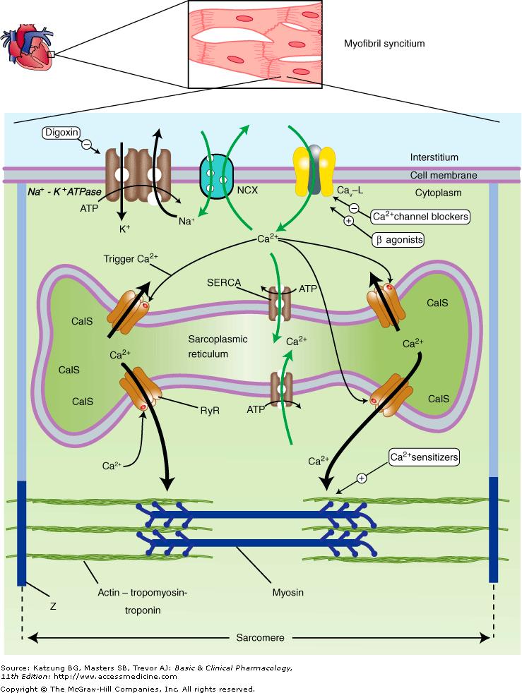 Καρδιακές γλυκοσίδες και Ca στην καρδιά 1. Na+/K+ ATPase 2. NCX: sodium, calcium exchanger 3.