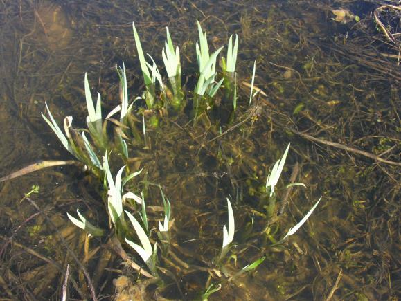 жути локвањ (Nuphar luteum), тестерица (Stratiotes aloides), барска коприва (Urtica kioviensis), барска папрат (Thelypteris palustris) и