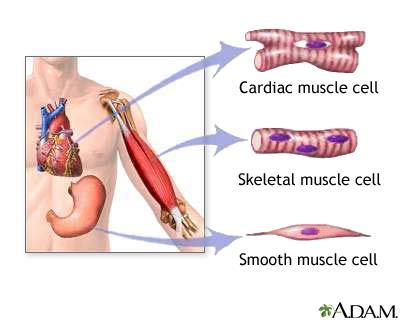 Μύες Αποτελούν τη μεγαλύτερη ομάδα ιστών στο σώμα Σκελετικός (30-40% BW), λείος και καρδιακός (10% BW) Ελεγχόμενη σύσπαση των μυών επιτρέπει Σκόπιμη κίνηση ολόκληρου του σώματος ή μερών του σώματος