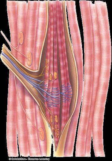 Μυϊκές άτρακτοι (Muscle spindles ) Παρακολούθηση του μήκους των μυών και της έντασης Μια ομάδα από εξειδικευμένες μυϊκές ίνες = ενδοατράκτιες ίνες (intrafusal fibers) Παράλληλα με τον μυ Μέσα σε ένα