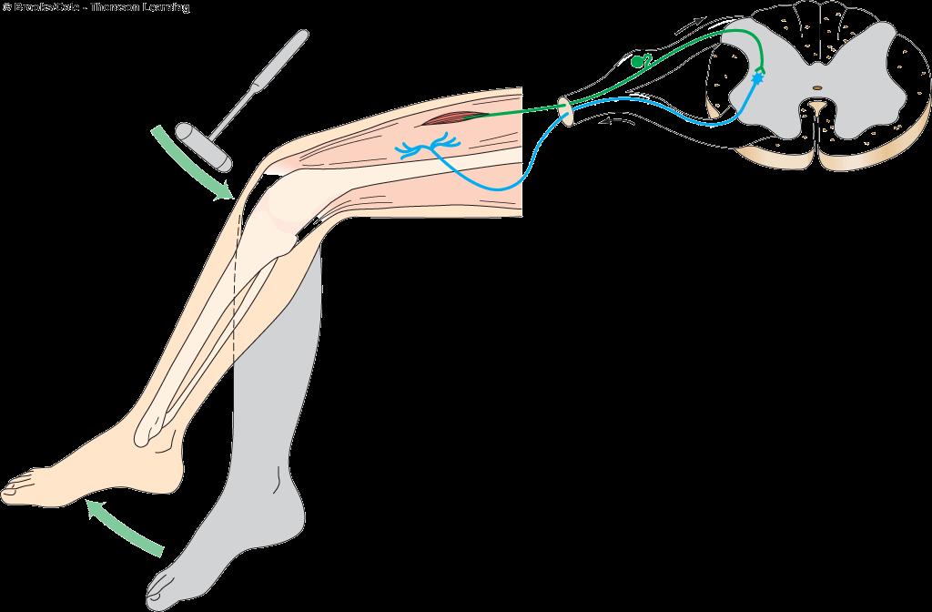 Μυϊκοί Αισθητήρες Μυοτακτικό αντανακλαστικό (Myotatic Reflex) Τάνυση του μυός Ο μυς τείνει να επανέλθει στο προηγούμενο μήκος Βρόγχος ανάδρασης Ο ρυθμός πυροδότησης ΔΕ του αισθητήριου νεύρου είναι