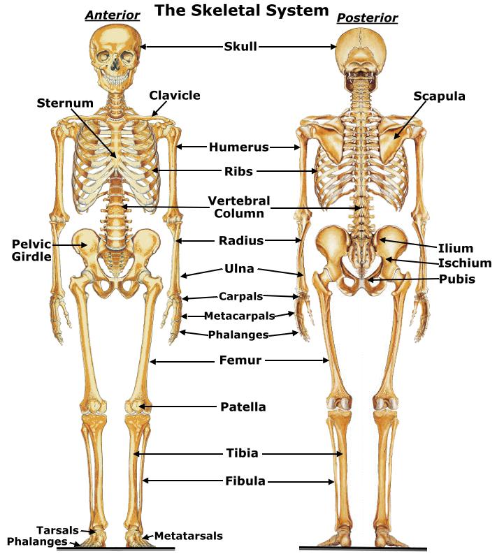Σκελετικό Σύστημα Τα οστά είναι φτιαγμένα από διάφορους ιστούς Κατά κύριο λόγο κολλαγόνο και υδροξυαπατίτη - Ca 10 (PO 4 ) 6 (OH) 2 Περίπου 206 οστά στο ανθρώπινο σώμα Λειτουργίες του σκελετικού