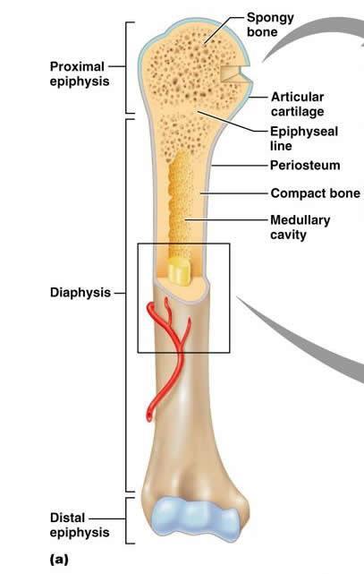 Οστά και Αρθρώσεις Χαρακτηριστικά ενός μακρού οστού: Επίφυση: Στο τέλος του οστού. Διάφυση: Η άτρακτος του οστού που περιβάλλει τη μυελική κοιλότητα.