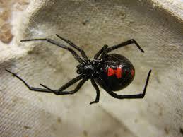 (αναπνευστική ανεπάρκεια) Δηλητήρια / Ασθένειες Δηλητήριο αράχνης Black Widow Εκρηκτική έκκριση ACh)