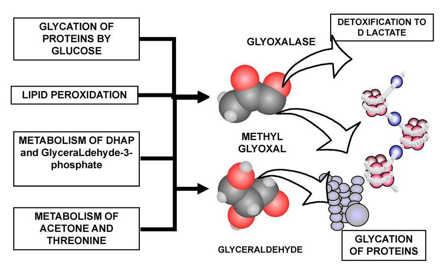 Tvorba MGO a glyceraldehydu GLYKÁCIA proteínov glukózou GLYOXALÁZA DETOXIFIKÁCIA NA D-LAKTÁT LIPOPEROXIDÁCIA
