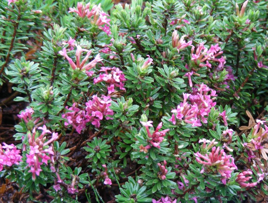су са доње стране зеленкастоплави. Цветови су ружичасто-беле боје и пријатног мириса (слика 10). Слика 10. Daphne cneorum L.