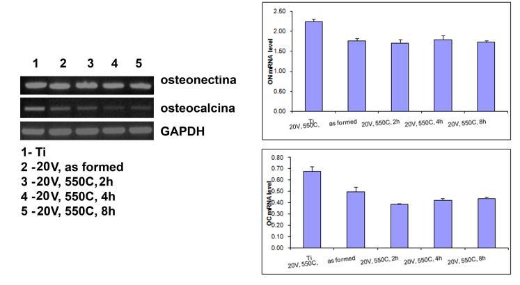 nu a fost sesizat in celulele osteoblast-like cultivate timp de 7 zile pe nanotuburile mai sus amintite.