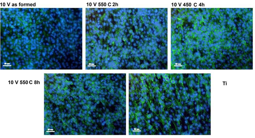 activitatea antibacteriana pe care o detine inhiba si crestrea celulelor liniei MG63 inducand totodata si scaderea expresiei genice a principalilor markeri specifici osteoblastelor: osteocalcina si