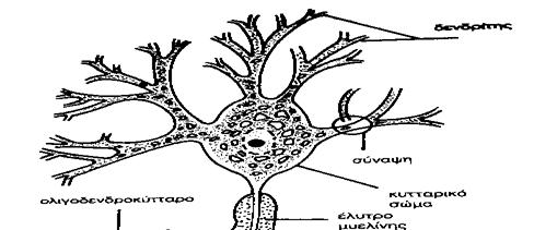 Τα νευρικά κύτταρα ή νευρώνες Αποτελούνται από α) τους δενδρίτες (πολλαπλές επιμήκεις