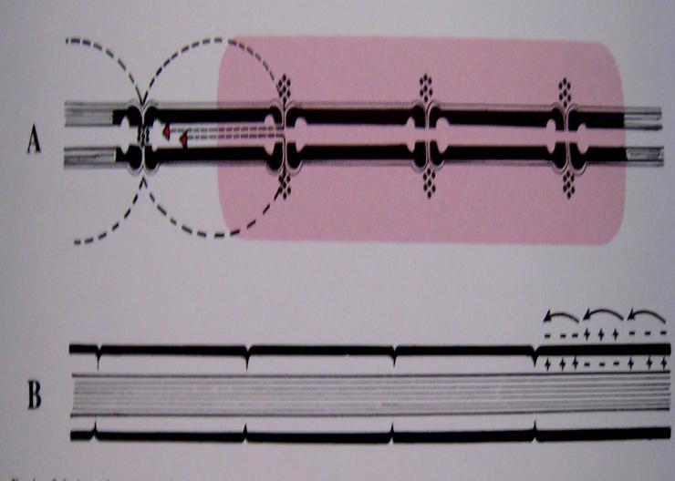 Η αγωγή της νευρικής διέγερσης A) Στην εμμύελη νευρική ίνα οι μεταβολές του ηλεκτρικού δυναμικού και η αγωγή της νευρικής ώσης γίνονται αντιληπτές στις περισφίξεις του