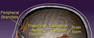 Στο τρίδυμο νεύρο συγκεκριμένα: Η νευρική ώση μεταδίδεται από τον κυρίως νευράξονα στο γασσέριο γάγγλιο, από