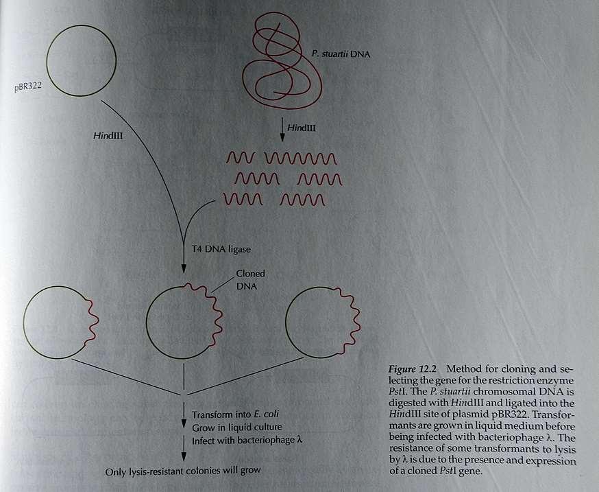 Rekombinanti PstI Primer: PstI (Providencia stuartii) v E. coli. Pripravili so genomsko knjižnico P. stuartii v E. coli. Transformante so rasle v tekočem gojišču, nato pa so jih inficirali z bakteriofagom l.