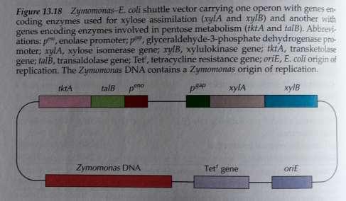 Optimizacija sevov bakterije Zymomonas V bakterijo Zymomonas mobilis so vstavili gene, ki omogočajo razgradnjo laktoze, škroba, celuloze, ksiloze in celobioze.