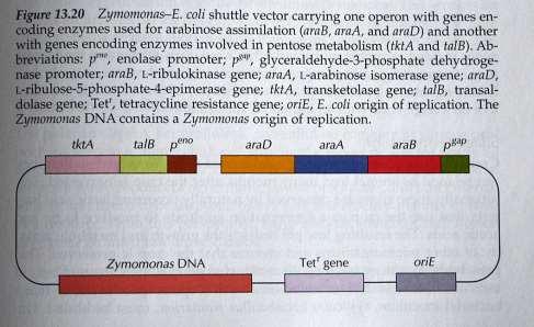 Za rast na ksilozi so v bakterije vstavili gena za glukoza/ksiloza izomerazo in ksilulokinazo pod kontrolo močnega konstitutivnega promotorja gap.