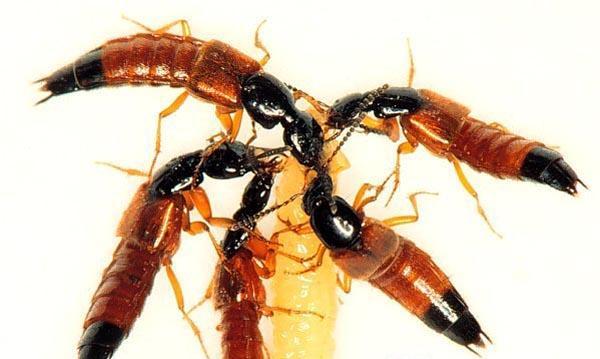 Ordinul Coleoptera este foarte bogat în specii prădătoare din mai multe familii: Familia Carabidae (gândaci alergători) Carabidele reprezintă una dintre cele mai mari şi mai răspândite familii de