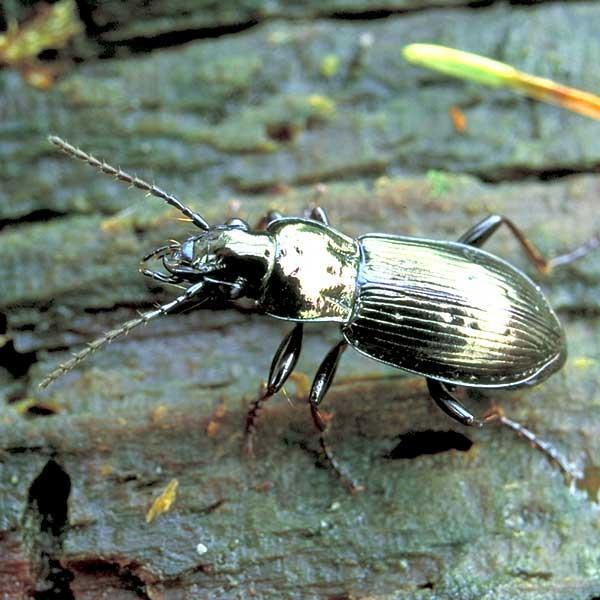 Agonum sexpunctatum L. gândacul prezintă pe fiecare elitră câte un şir de şase puncte adâncite. Capul şi toracele sunt de culoare verde cu luciu metalic iar elitrele sunt roşiatice.