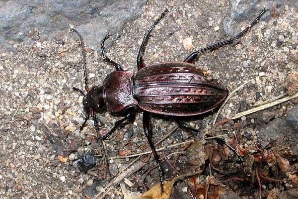 Carabus violaceus L. gândac de talie mare de 20 30 mm lungime, colorit negru, cu o dungă pe margine de culoare albastră sau roşie cu reflexe metalice, atât pe elitre cât şi pe pronot.