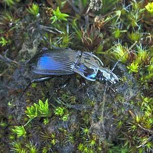 Calosoma sycophanta L. gândac de talie mare, corpul de 22 33 mm lungime, colorit verzui metalic, prădător foarte activ atât în stadiu de adult cât şi în stadiu de larvă.