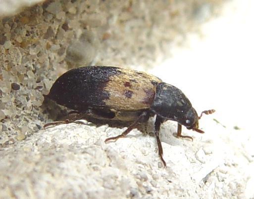 Familia Dermestidae conţine gândaci de talie mică,