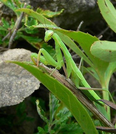 Ordinul Mantodea cuprinde insecte cu metamorfoză completă. În ţara noastră există două specii: Mantis religiosa şi Empusa fasciata.