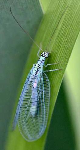 Chrysopidae, din care cea mai răspândită este Chrysopa perla, cu corpul moale şi aripi transparente; femela depune