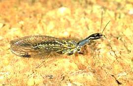 campodeiform; ambele stadii sunt carnivore, trăiesc în pădurile de câmpie şi de munte, se hrănesc cu ouă de fluturi (Lymantria dispar, L. monacha).